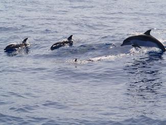 Où observer des cétacés en France et en Europe ?