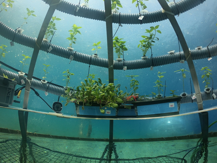Les Jardins de Nemo, près de Noli. Les Jardins de Nemo, près de Noli.