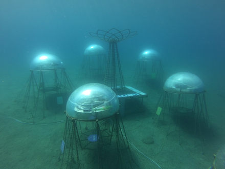 Des sphères sous-marines de 2 mètres de diamètre installées à 10 mètres de profondeur abritent des cultures de basilic, sauge, quinoa, aloe vera ou encore des fraises. 
