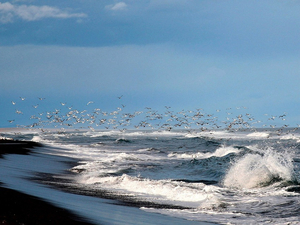 La canicule est aussi sous l'océan