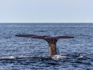 Un drone marin pour compter et mieux protéger...