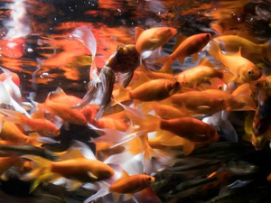 À l'Aquarium de Paris, un refuge pour poissons rouges abandonnés