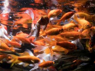 À l'Aquarium de Paris, un refuge pour poissons...