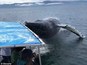 Vidéo : quand une baleine à bosse manque de s'écraser sur un bateau de touristes...