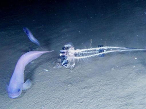 Sans arêtes ni écailles, trois nouvelles espèces de poisson identifiées dans les abysses