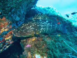 Mérou assuré à Port-Cros !