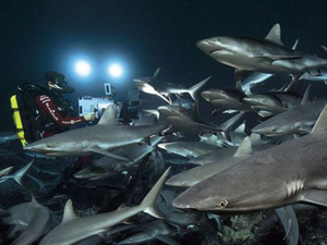 Vidéo : Laurent Ballesta et sa rencontre avec 700 requins
