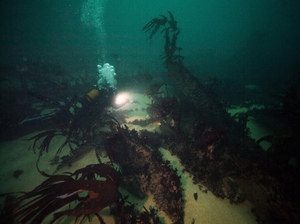 Quarante après, l'Amoco Cadiz est devenu un lieu de plongée