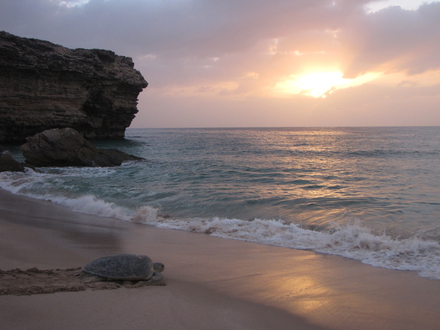 Assister à la nidification des tortues à Ras-Al-Jinz.