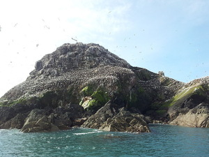 Bretagne : projet d'extension de la Réserve naturelle des Sept-Iles