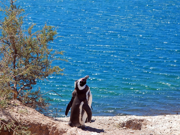 Entre septembre et avril, vous aurez peut-être la chance d'apercevoir des pingouins et durant la période de mi-juin à mi-décembre, des baleines franches, aussi bien du rivage comme de près si vous prenez une embarcation. Nautisme Article