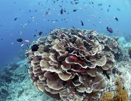 Cette petite île, rendue célèbre par le Commandant Cousteau, est appréciée pour ses plongées sur des tombants et des surplombs coralliens. Nautisme Article