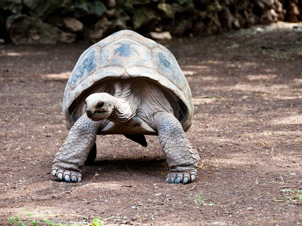 La Réserve Francis Leguat, située à Anse Quitor sur la côte Sud de l'île vaut le détour. Ce site éco touristique abrite des tortues de toutes tailles, en provenance d'Aldabra, aux Seychelles. 