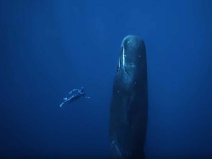 Vidéo : le dernier voyage sous l'eau de Guillaume Néry