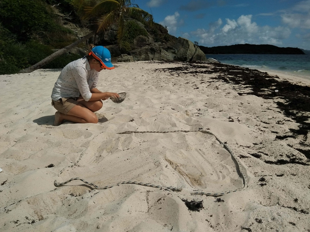 Alors que nous nous installions pour un pique-nique sur l'île Petit Bateau, nous découvrons que cette magnifique plage de sable blanc était en réalité couverte de micro-plastiques. Nautisme Article