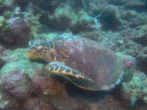 Nous avons testé pour vous : la plongée aux Maldives, Atoll Ari Sud