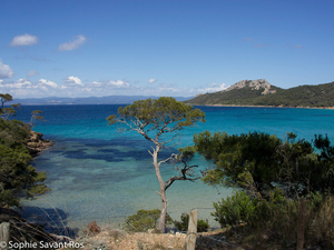 Evasion sur les plages de Porquerolles