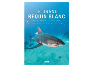 Le grand requin blanc, du mythe à la réalité... en images