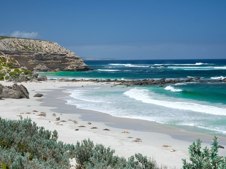 Vous aurez peut-être la chance de nager avec les dauphins et de croiser des lions de mer ou encore des sèches géantes. Vous aurez peut-être la chance de nager avec les dauphins et de croiser des lions de mer ou encore des sèches géantes.