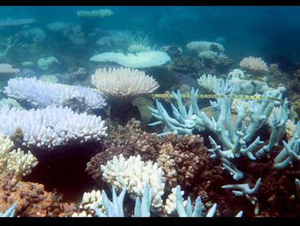 Australie : les coraux les plus au sud du globe touchés par le blanchissement