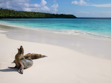 Une faune unique aux Galapagos.