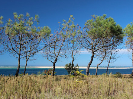 Le charme des plages de « Super Pyla » et surtout de « Petit Nice » est incontesté, avec ses pinèdes en pentes et ses villas cossues.