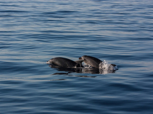 En Méditerranée, cétacés, bateaux et touristes ne font pas toujours bon ménage
