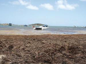 Les sargasses continuent d'envahir Saint-Martin
