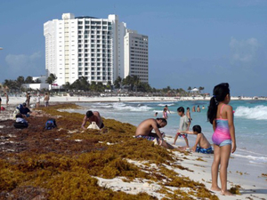 Mexique : des navires spéciaux pour éliminer les sargasses des plages