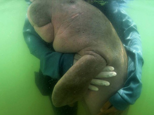 Une petite vache marine devenue star des réseaux sociaux en Thaïlande