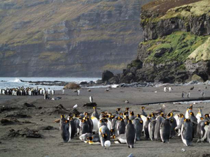 Les Terres et mers australes françaises classées au patrimoine de l'Unesco