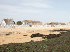 Les plages de Normandie envahies par des algues malodorantes