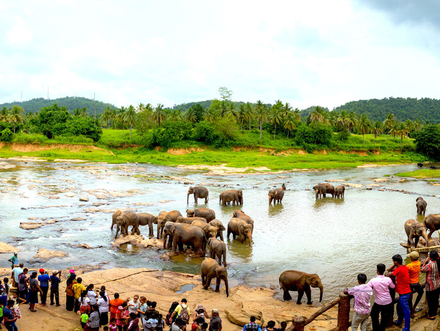 Au sein de la réserve d'Uda Walawe nous pouvons voir des buffles, des varans et des éléphants. 