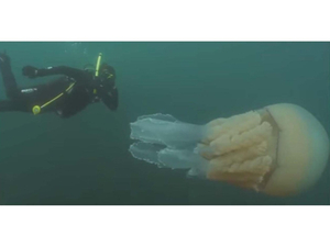 Vidéo insolite : rencontre avec une méduse géante en Manche