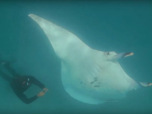 Vidéo insolite : une raie manta demande de l'aide à un plongeur