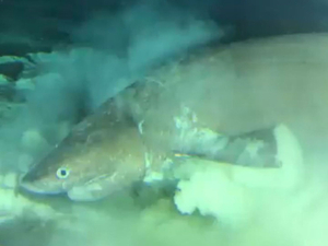 Vidéo : un requin préhistorique de 8 m attaque un sous-marin en Floride