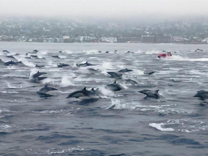Vidéo : un super banc de dauphin accompagne un bateau en Californie