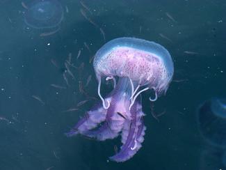 Pourquoi les méduses envahissent nos Océans ?