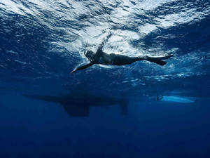  Benoît Lecomte contraint de suspendre sa traversée à la nage du Pacifique