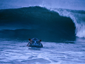 Un chalutier arrêté pour braconnage sur la « terre des hippopotames surfeurs »