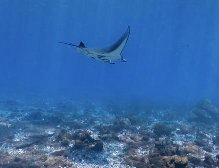 L'atoll Palmyra aux Etats-Unis. Nautisme Article
