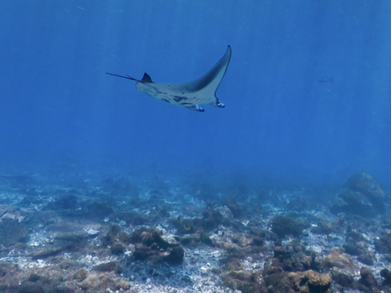 L'atoll Palmyra aux Etats-Unis. Nautisme Article