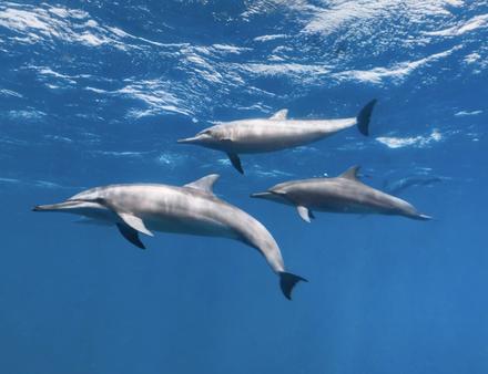 Le Canal da Sela Ginete au Brésil. Nautisme Article