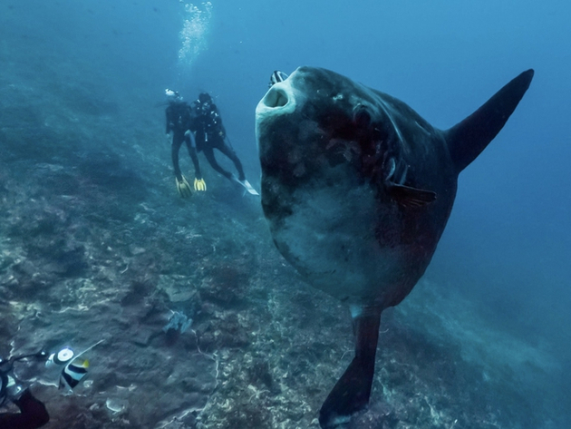 Le site de plongée Crystal Bay en Indonésie. Nautisme Article