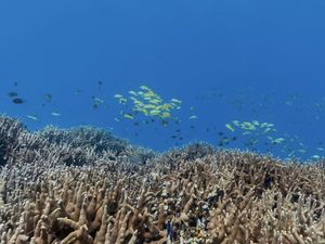 Partez à la découverte des fonds marins avec Google Maps !