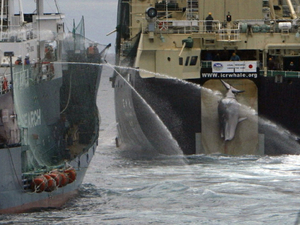 Nouvelles pressions sur le Japon pour sa chasse à la baleine ! 