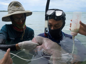 Thaïlande : mort du bébé-star dugong Mariam, victime des déchets plastiques