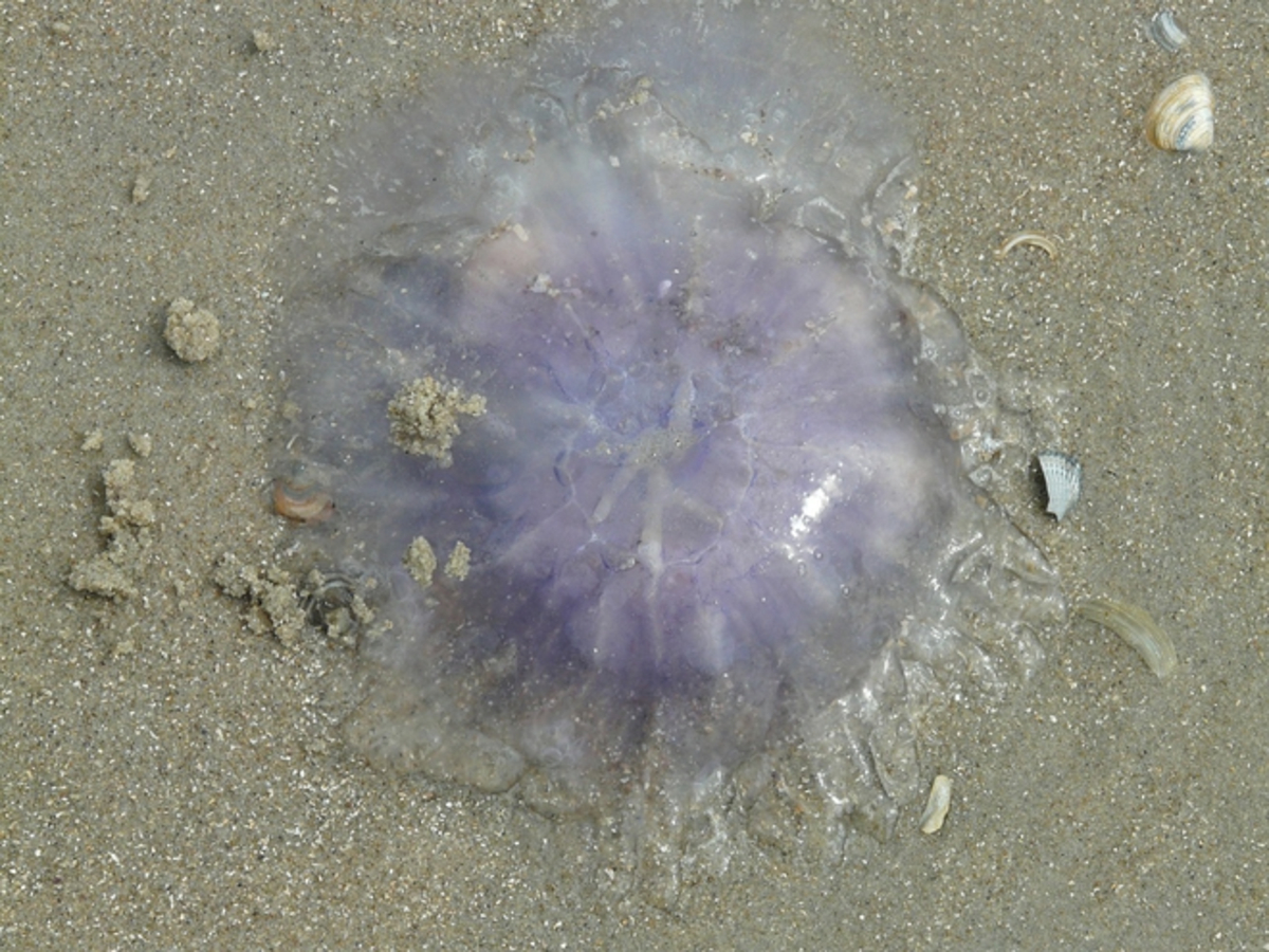 C'est quoi ces grosses méduses qui s'échouent sur nos plages ?