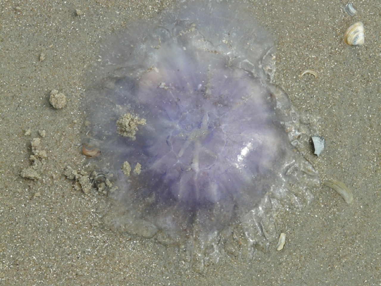 Des centaines de méduses retrouvées mortes sur les plages de Normandie -  Actualités Nautisme