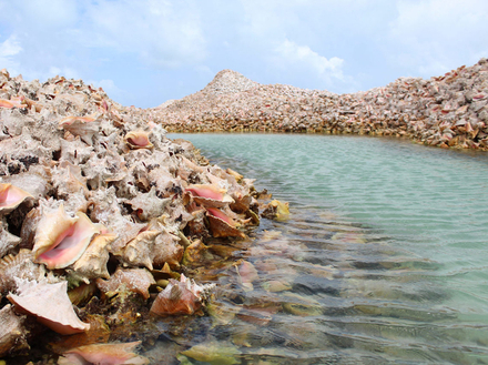 La surpêche de la conque a ainsi créé l'apparition d'une île artificielle composée uniquement du coquillage au large de l'île Anegada